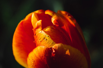 Orange tulip bloom in garden closeup