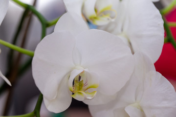 blooming white orchid in the room