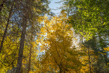 Autumn treetops at Valley View Point in Yosemite National Park, California, USA