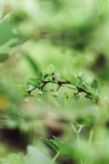 Leaves bloom barberry bud green closeup