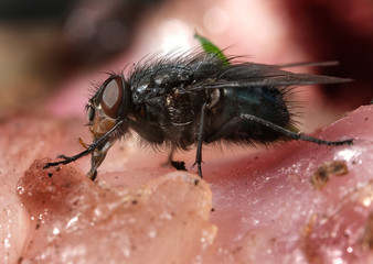 Common house fly feeding on rotting meat and about to lay eggs.