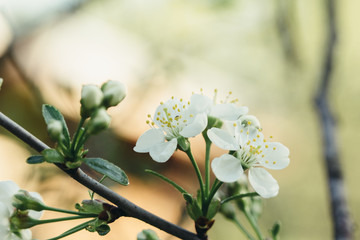 Obraz na płótnie Canvas Branch blossoming plum tree with white flowers