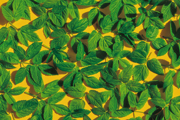 green leaves on yellow background.