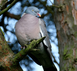 Woodpigeon in urban house garden in late winter searching for food.