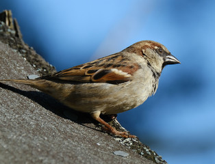 House sparrow looking for food in urban house garden.