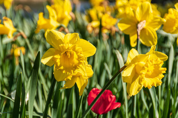 Fototapeta premium A close up of yellow daffodils
