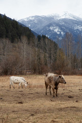Cows in a field with mountains in the background. Taken in Pemberton, British Columbia, Canada.