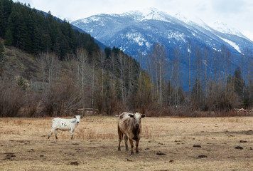 Cows in a field with mountains in the background. Taken in Pemberton, British Columbia, Canada.