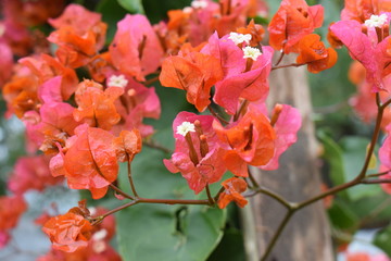 flores, rojo, naturaleza 