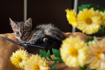 Beautiful tricolor kitten with blue eyes is sweetly laying on the gold bedcover and looking...