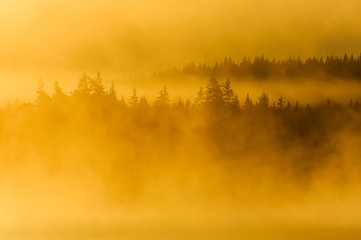 Misty forest landscape at sunrise, Sweden.