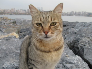cat on the beach Istanbul