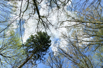 Trees leaving their tops in the blue sky. Spring forest. The nature of Ukraine. View from below.