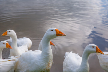 Domestic white geese on the lake. Summer village landscape.