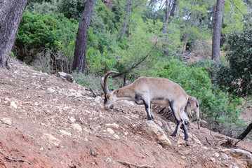 Fotografia de un venado