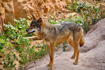 Fotografia de un lobo