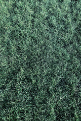 Crumpled grass after hibernation. Plant dark green background.