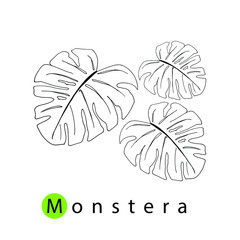 Monstera leaves hand-drawn. Simple linear illustration. © Svetlana