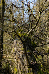 moss on branch close up macro