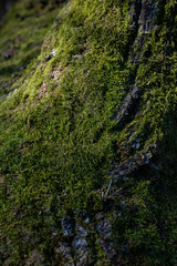 moss on branch close up macro