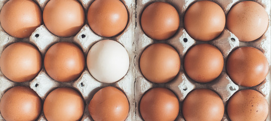 Metaphor for being different or outsider: Brown eggs and one white egg in a basket