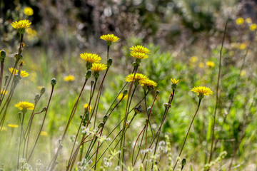 Field of blooming daisies in spring