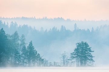 Misty forest landscape at dawn