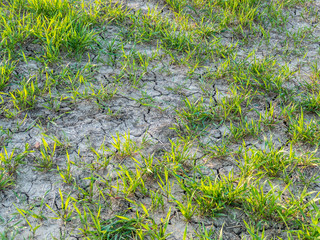 Trockenheit auf dem Feld