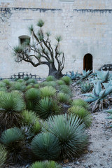 Ethnobotanical garden Oaxaca