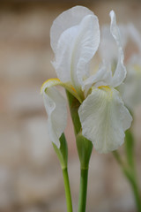 Fototapeta na wymiar Nahaufnahme einer weißen Iris - Iridaceae