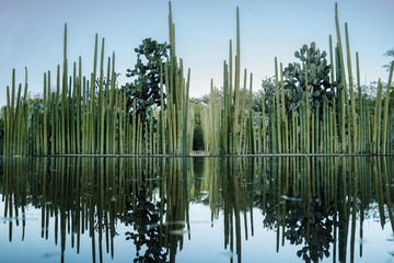 Ethnobotanical garden Oaxaca de Juarez