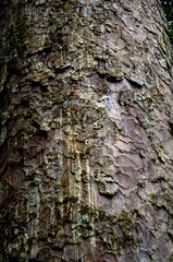 Tree trunk of a Kauri Tree at Waipoa Forest, New Zealand