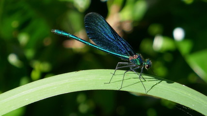 Libelle, Nahaufnahme