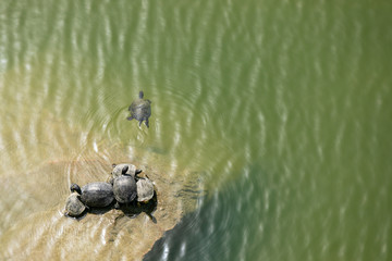 亀の群れ　甲羅干し