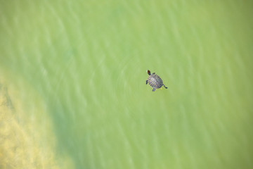 泳ぐ一匹の亀