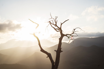 Tree branches in the sunrise - Hierve el agua