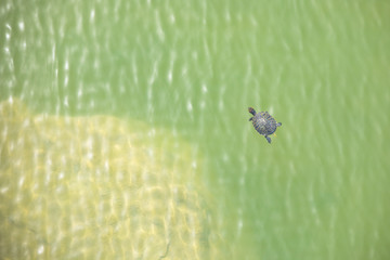 泳ぐ一匹の亀