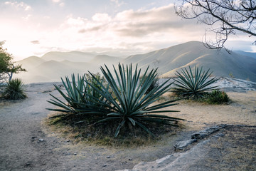 Maguey - agave 
