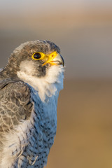 A close up portrait of a wild nordic peregrine falcon (Falco peregrinus calidus)