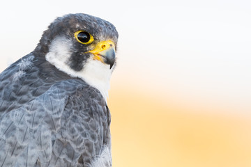 A close up portrait of a wild nordic peregrine falcon (Falco peregrinus calidus)