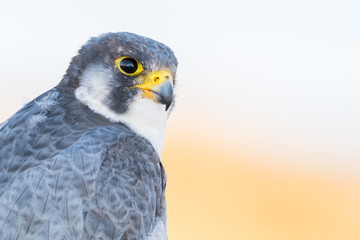 A close up portrait of a wild nordic peregrine falcon (Falco peregrinus calidus)