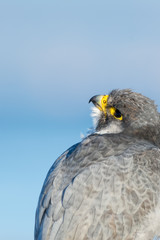 A close up portrait of a wild nordic peregrine falcon (Falco peregrinus calidus)