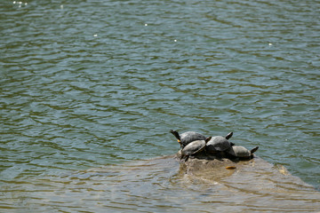 亀の群れ　甲羅干し