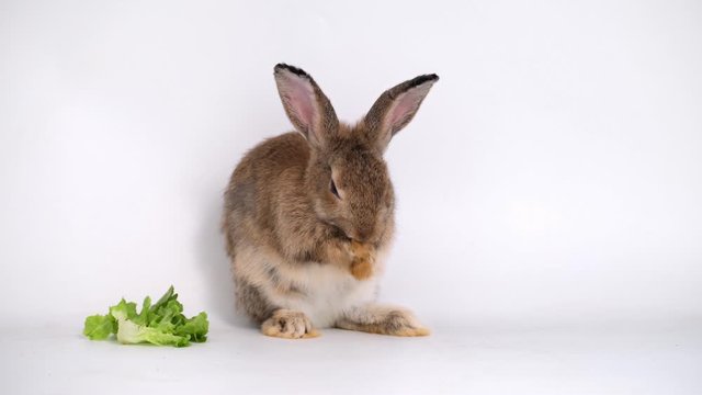 Pretty cute little brown bunny rabbit stand and cleaning face and ear and lick foot on white screen background. There is some vegetable beside rabbit.