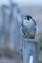 A northern peregrine falcon (Falco peregrinus calidus) in a pole with a rope.