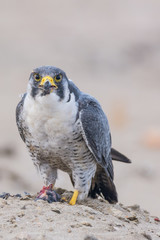 A northern peregrine falcon (Falco peregrinus) with feathers in the beak and a prey, a robin (Erithacus rubecula) that just caught in the morning. 