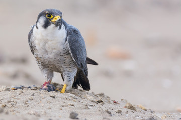 A northern peregrine falcon (Falco peregrinus) with feathers in the beak and a prey, a robin (Erithacus rubecula) that just caught in the morning. 