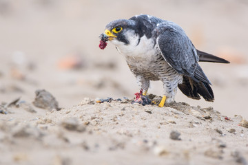 A northern peregrine falcon (Falco peregrinus) with feathers in the beak and a prey, a robin (Erithacus rubecula) that just caught in the morning. 