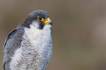 A close up portrait of a wild nordic peregrine falcon (Falco peregrinus calidus)
