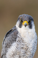 A close up portrait of a wild nordic peregrine falcon (Falco peregrinus calidus)
